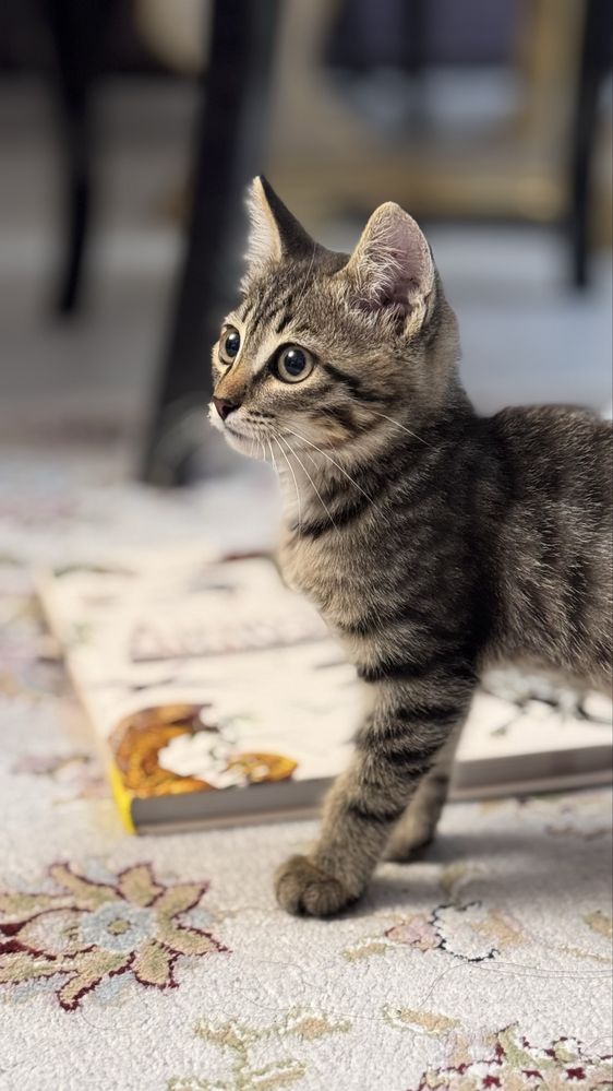 Котенок бесплатно