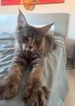 Main Coon in varsta de 4 luni