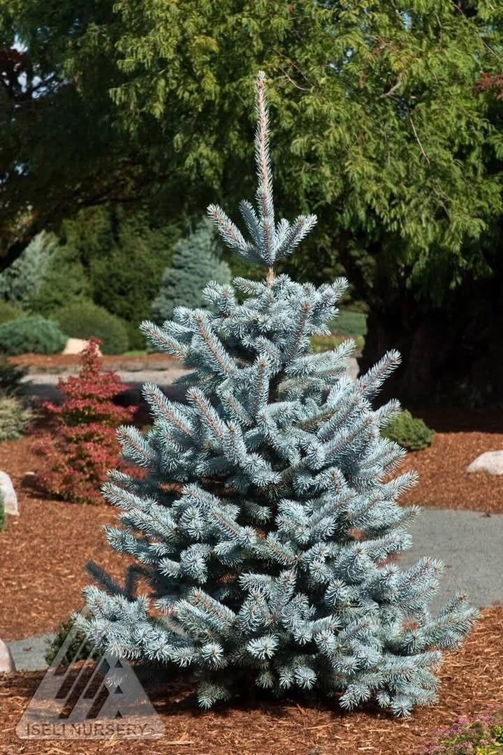 Vand plante ornamentale