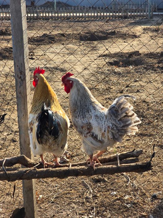 Петух продаётся - Әтеш сатылады