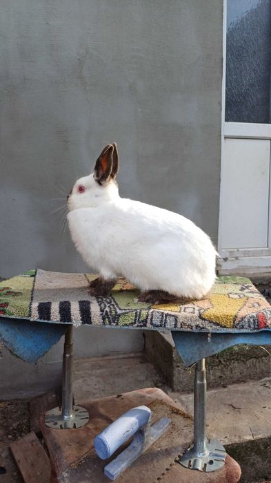 Lot iepuri 16 bucăți loh german, hotot ,pitic rusesc
