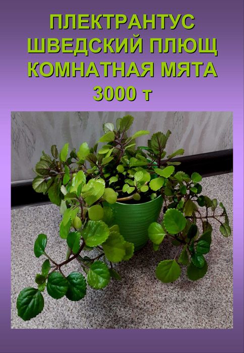 комнатные растения шведский плющ