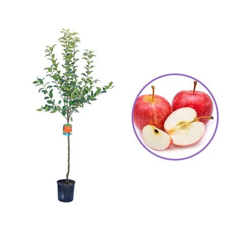 Pomi Fructiferi La Ghiveci (Màr )