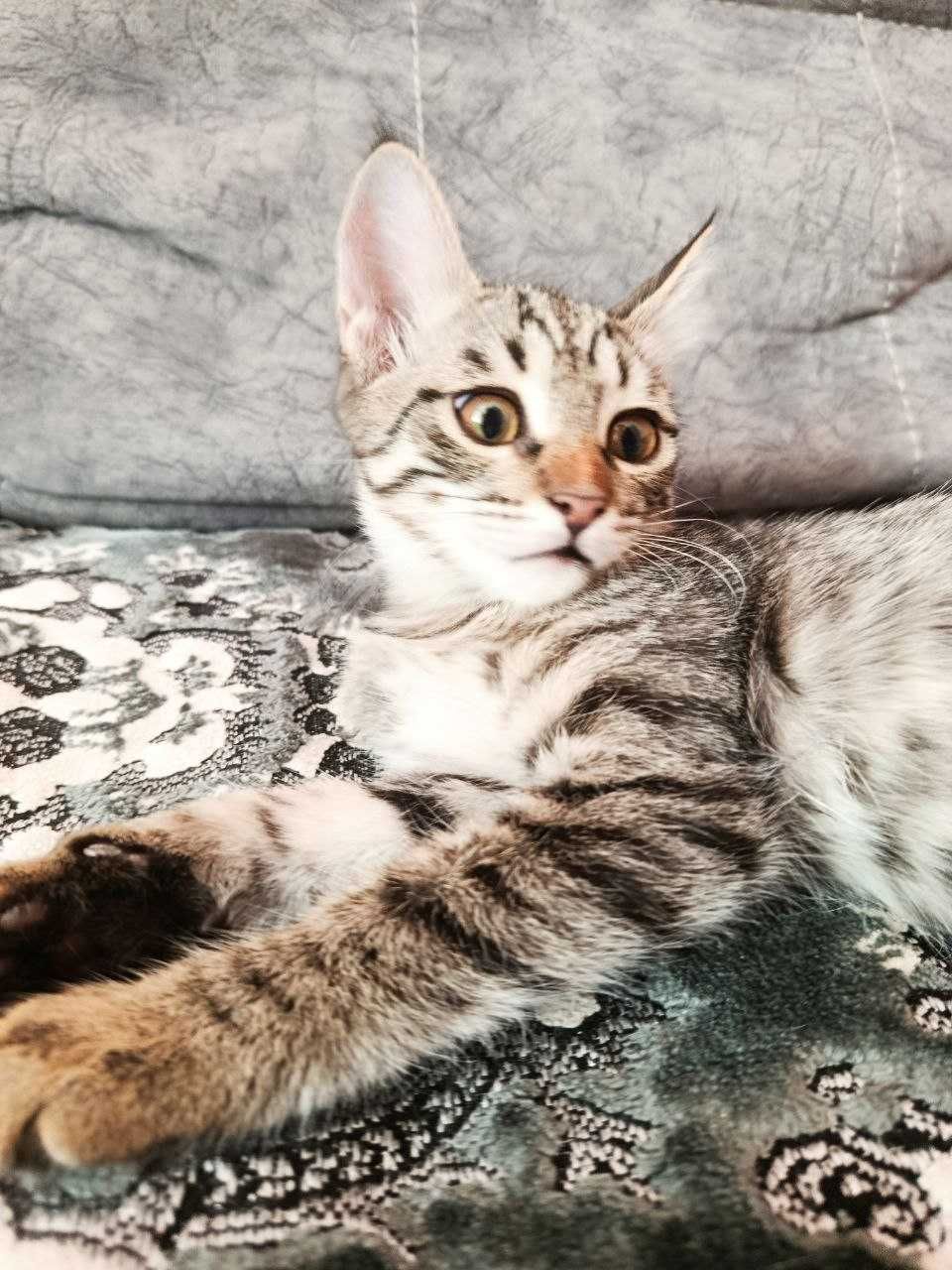 Отдам котят в добрые руки