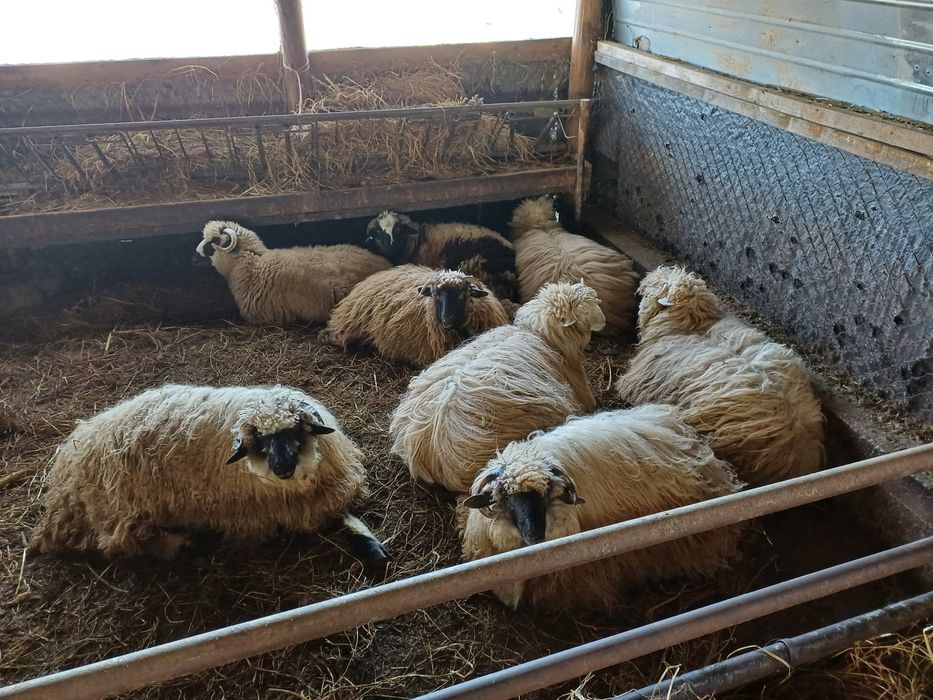 Miei  turcani de vanzare