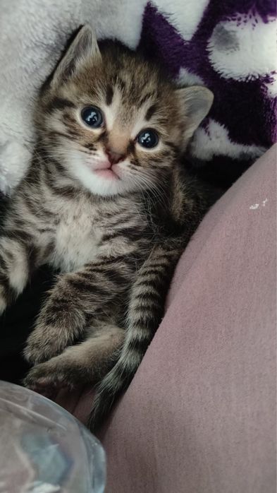 Отдам котят в добрые руки