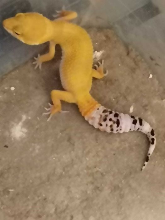 Продавам Леопардов Гекон