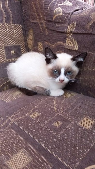Pui de pisica snowshoe