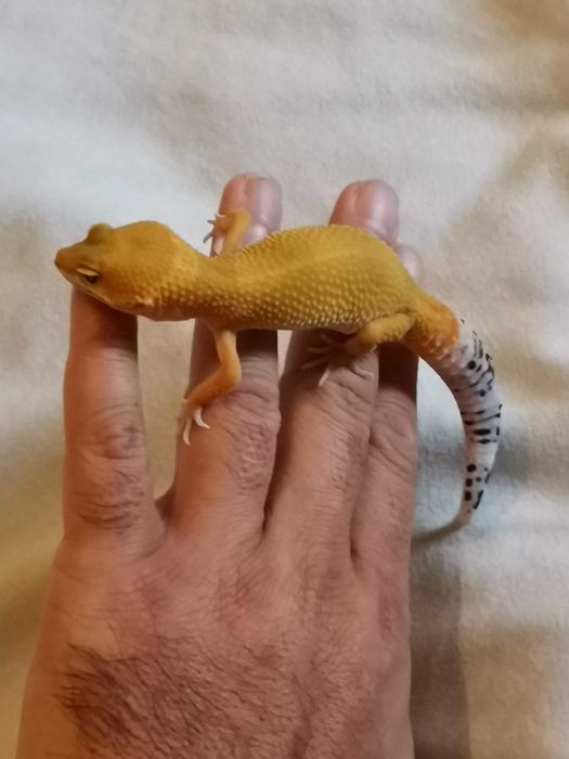 Продавам Леопардов Гекон