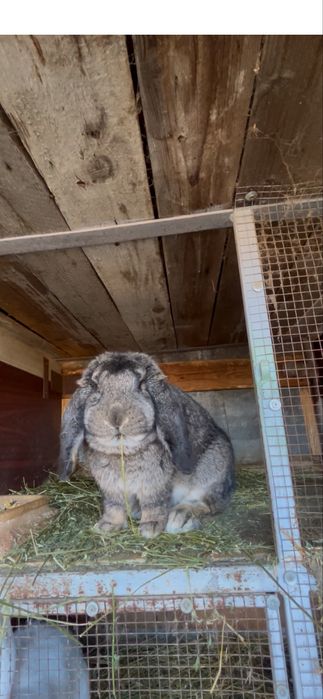 Iepuroi berbec german