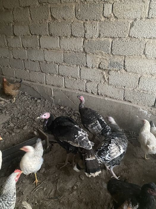 Обмен жоқ ештеңкеге