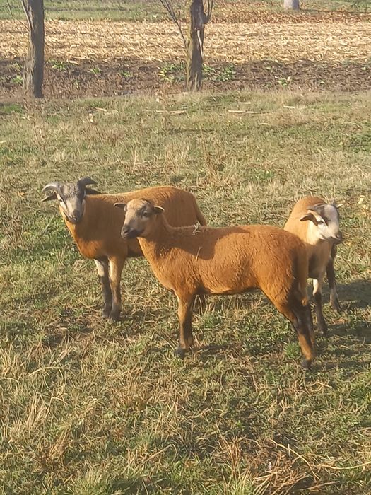 Miel de Cameruni de vanzare