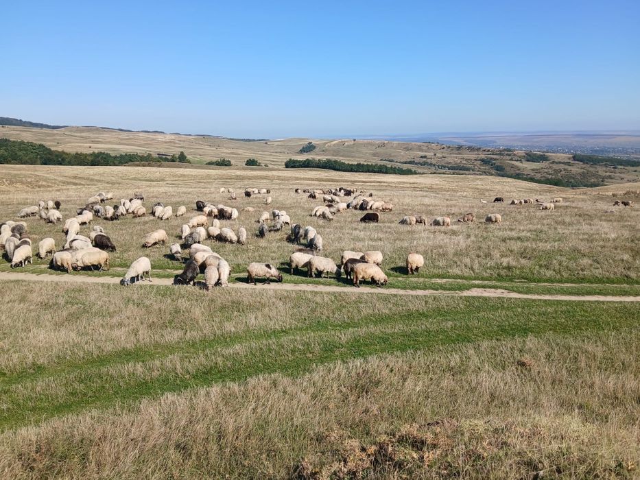 Vand un card de 300de oi si 11berbeci caracul