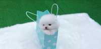 Pomeranian mini!Cadoul ideal pt copii!