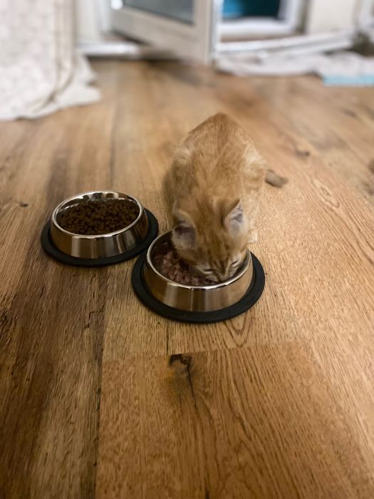 Pisicuț pentru adopți