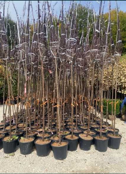 Platan, arțar și salcâm – arbori ornamentali de impact