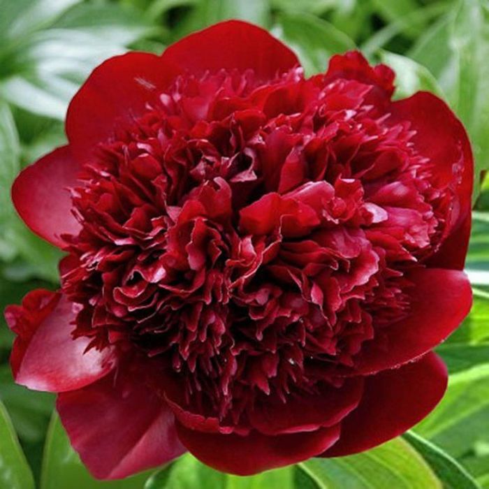 Корни пионов розовый, красный, белые, оранжевый махровый.