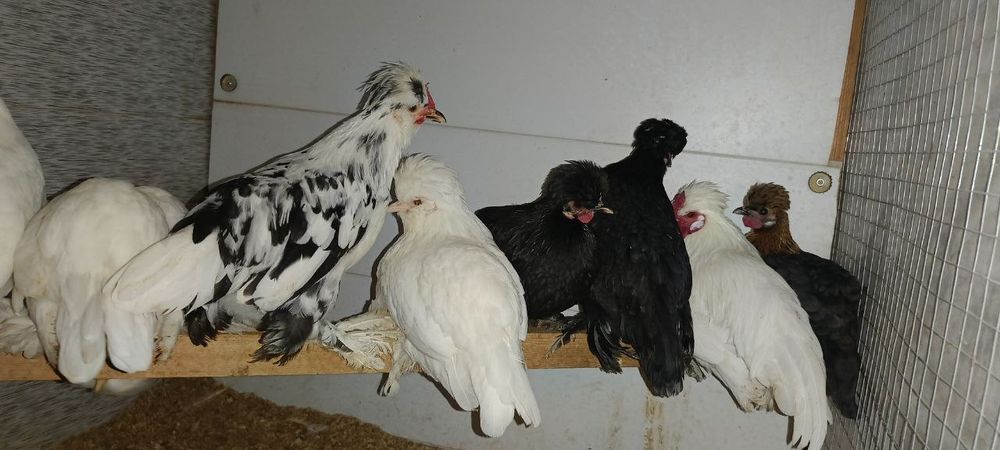 Япон 1 та  Хуроз ва 8 та Товуклари