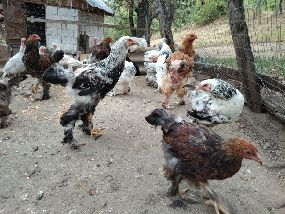 Vând găini și cocos brahma