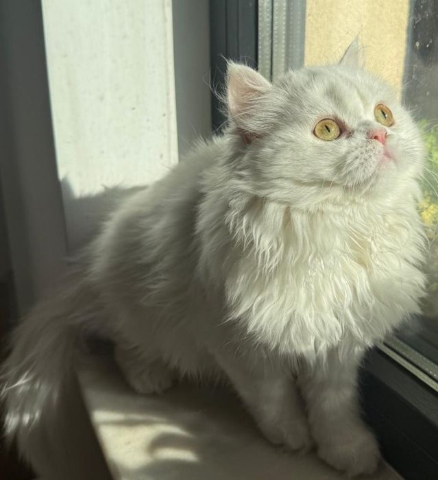 Fetița Scottish Straight