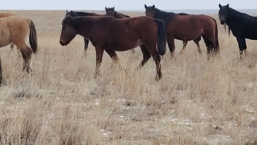 Торы Тай мз тукымдыкка