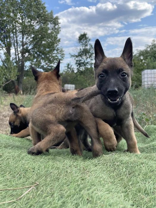 Белгийска овчарка -Малиноа