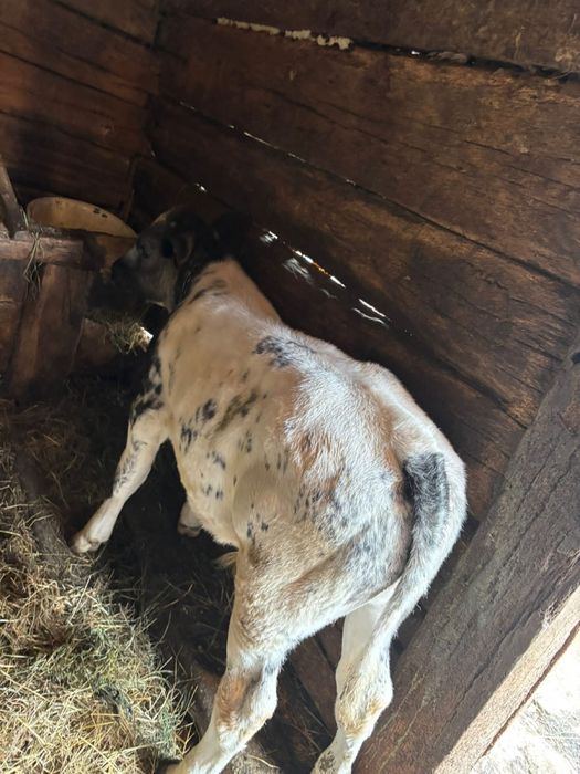 Vand 2 viței si o vițea