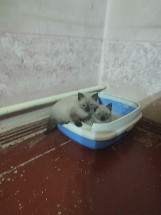 Продам котят сиамские