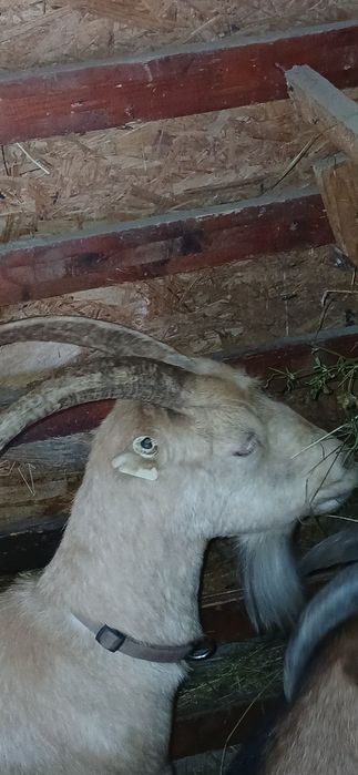Capra   gestanta