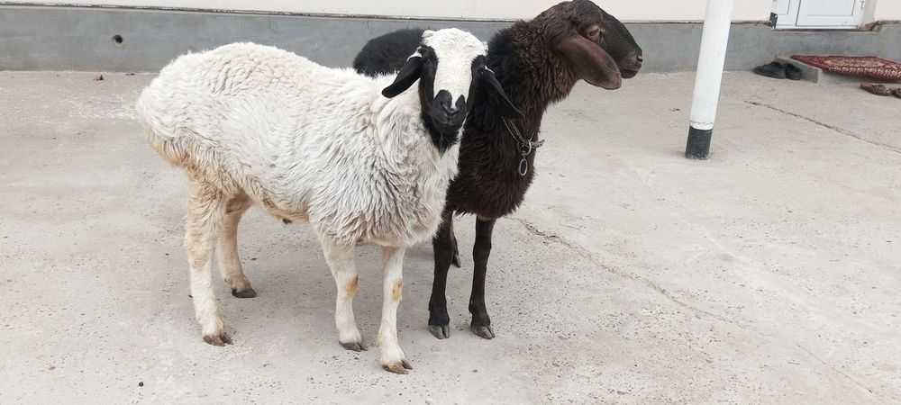 Кора кулок Кучкор Сотилади