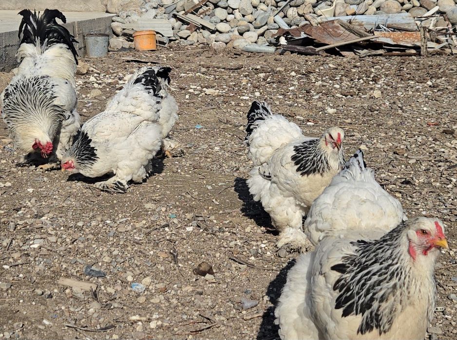 Svetlik Brama tuxumlariga zakas olamiz qiziqqanlar tel qilorasizlar