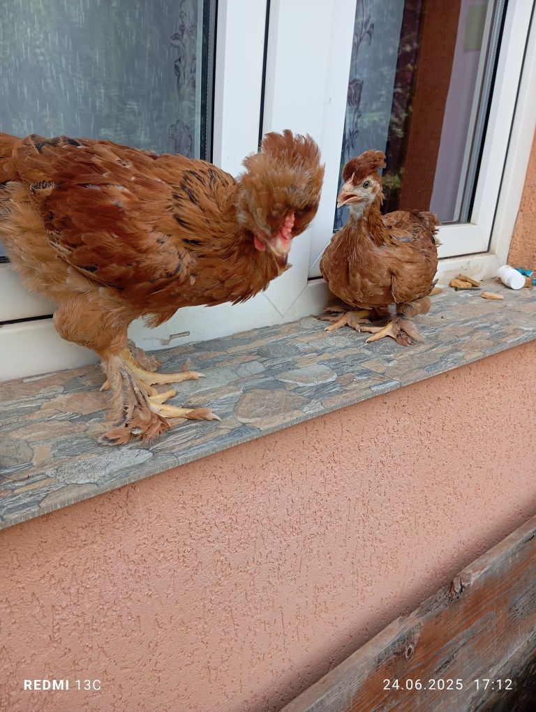 Vând 10 pui moțați