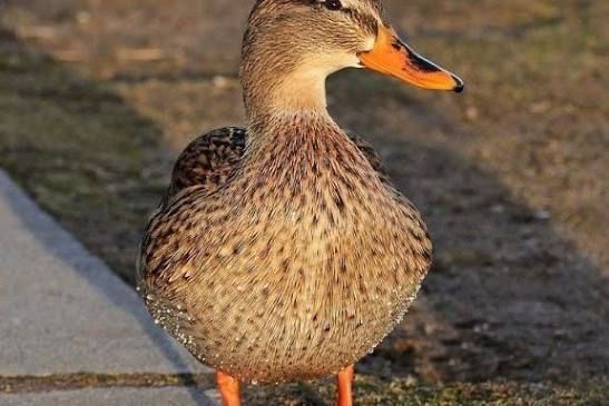 Uyda boqilgan o’rdak go’shti