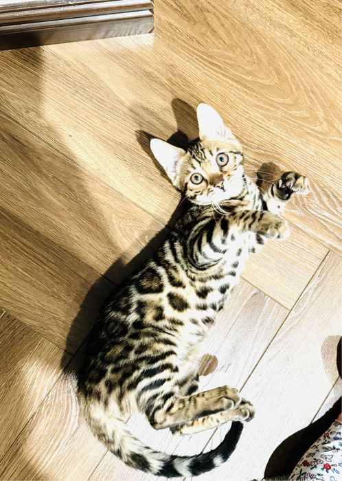 Бенгальский котик