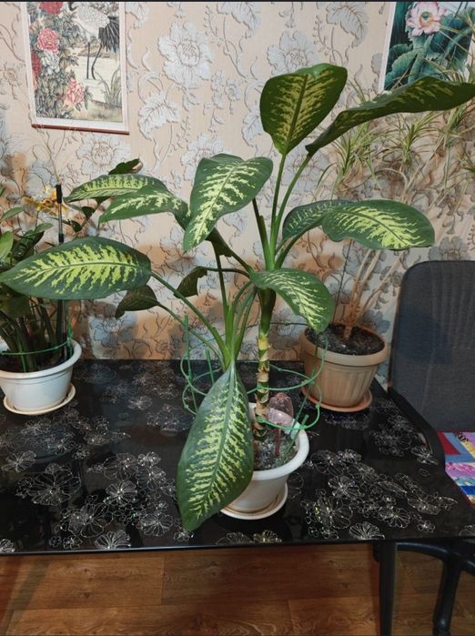 Растение Диффенбахия