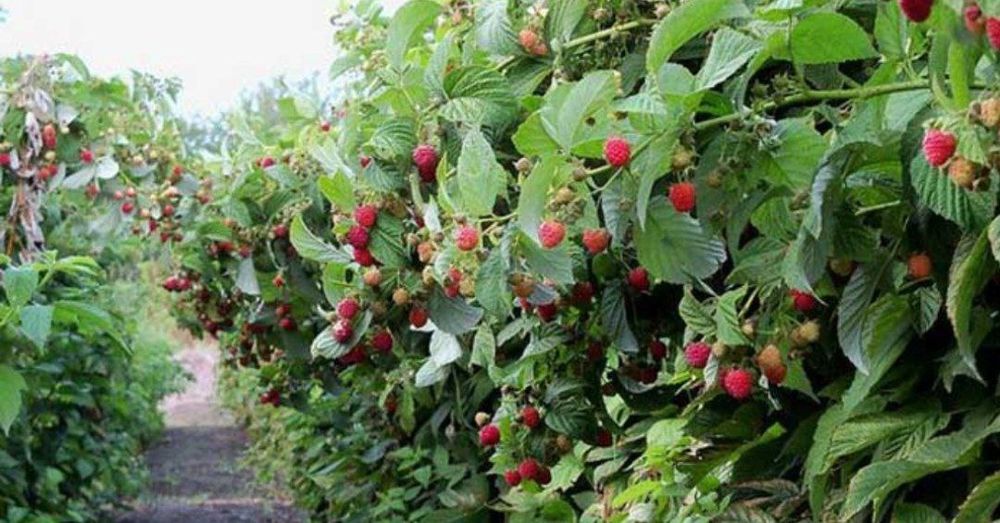 Малина кучат сотилади