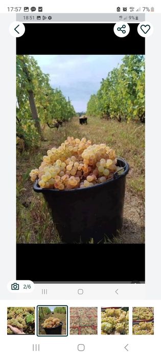 Vând struguri de vin