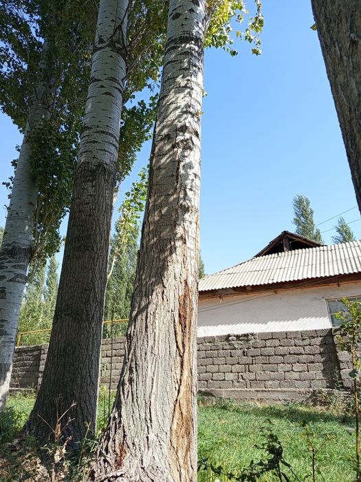 Тераклар сотилади