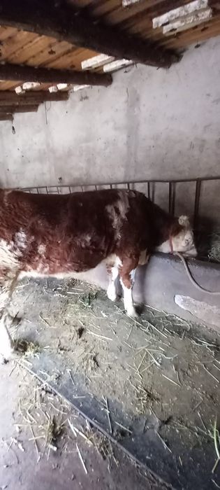 Vitica Zimaltan de 600kg