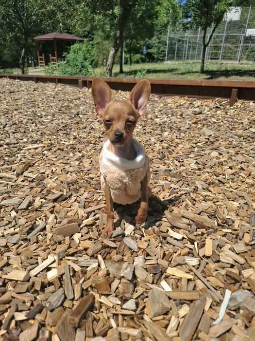 Продавам куче руски тои териер