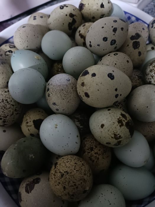 De vânzare ouă proaspete de prepeliță