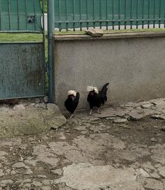 Холандски качулати кокошки чифт