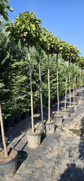 Mesteacan Artar Castan Salbatic Artar Norvegian Fag Arbore de fier etc