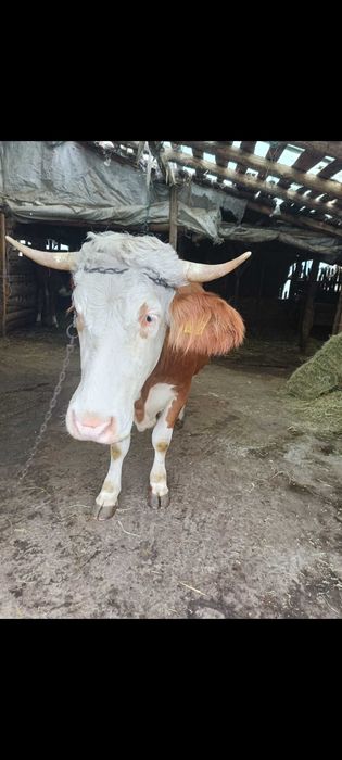 Vând 2 vaci bălțata romaneasca