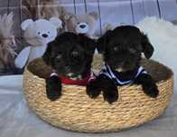 Пудел той Poodle toy Малтипу Maltipoo