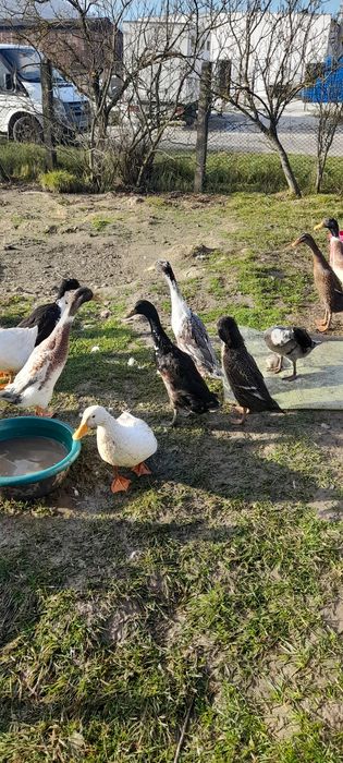 Rate indiene (alergatoare )