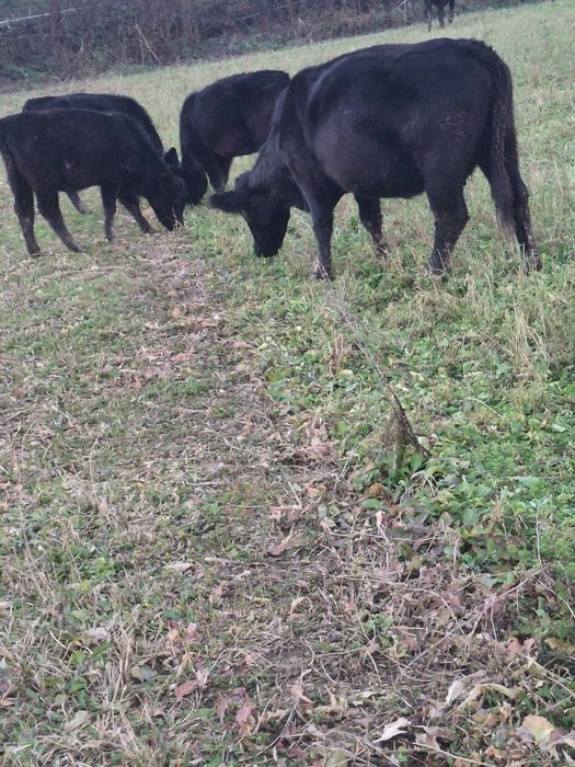 Vând vaci angus cu certificat de origine