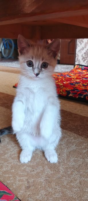 Продается котик, смешанный чистый,весёлый,аккуратный