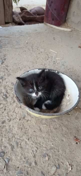 Котята маленькие,45 дней.