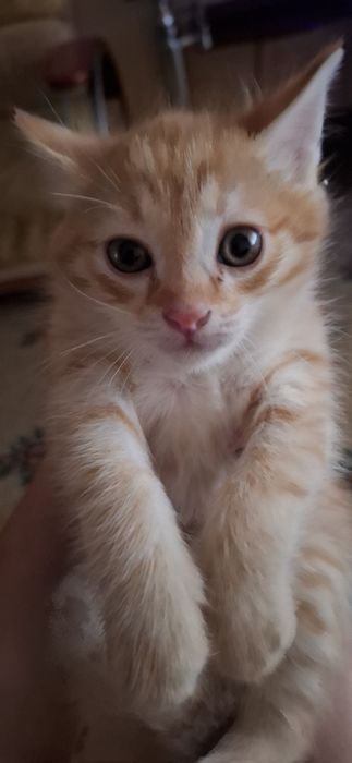 Котёнок бесплатно